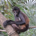 Spyder Monkey (Belize Zoo)