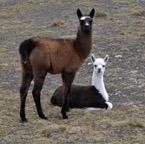 Lama oder Alpaka