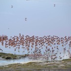 Hunderte-Flamingos