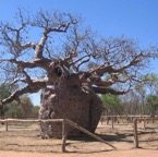 Prison Tree