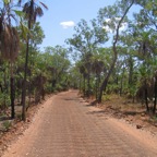 Palmen im Outback