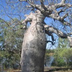 Gregory Tree